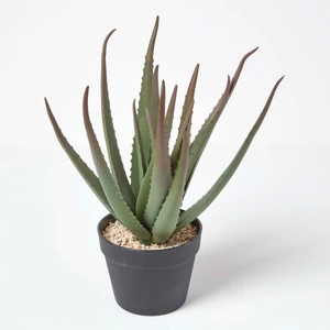 Gloria Fidancılık 4 Adet Aloe Vera Bitkisi 20-30 Cm