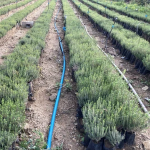Gloria Fidancılık Tüplü Kekik (Zahter) Fidanı 2 Adet