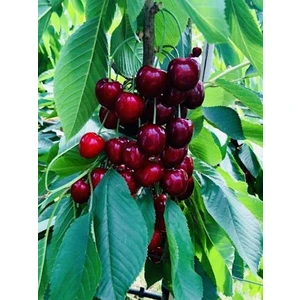 Gloria Fidancılık Tüplü 0900 Zıraat Napolyon Kiraz Fidanı Boy 90-110cm Yaş 2