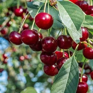 Gloria Fidancılık Tüplü Kendinden Verimli Stella Kiraz Fidanı Yaş 2 Boy 80-100cm