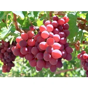 Gloria Fidancılık Tüplü Crimson Üzüm Fidanı (Asma-Bağ) 2 Yaş Çok Lezzetli - Çekirdeksiz