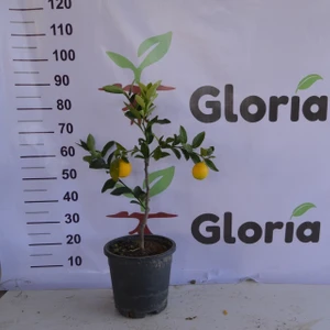 Gloria Fidancılık 3 Yaş Saksılı Meyveli Bodur Mayer Limon Fidanı (60-80 Cm)