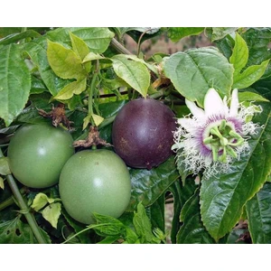 Gloria Fidancılık Tüplü Passiflora Fidanı Yaş 1 Boy 40-60cm