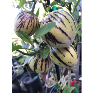 Gloria Fidancılık Tüplü Salkım Meyveli Pepino Fidanı Yaş 1 Boy 45-65cm