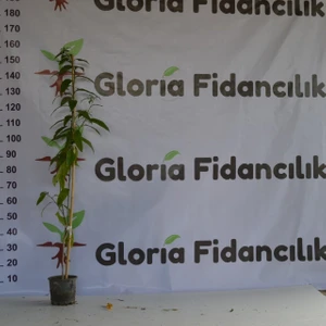 Gloria Fidancılık 2 Yaş Saksıda Melisa Kolonya Çiçeği 110-150cm