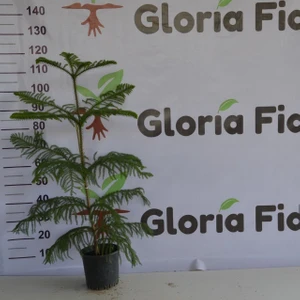 Gloria Fidancılık Saksıda Aracoriya(Arakorya) Salon Çamı 90-110 Cm