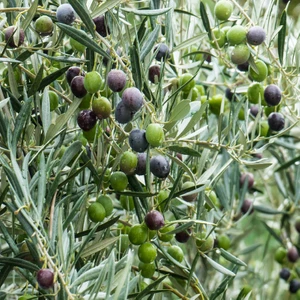 Gloria Fidancılık Saksıda 3  Yaş Arbequeinea Ispanyol Zeytin Fidanı