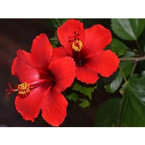 Gloria Fidancılık Tüplü 4 Adet 60-80 Cm Kırmızı Japon Gülü (Hibiscus)