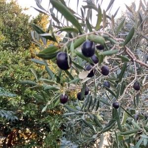Gloria Fidancılık Saksıda Yarı Bodur 7-10 Kutur Gemlik Zeytin Fidanı 4-5 Yaş 50-70 Cm Boy