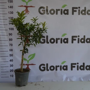 Gloria Fidancılık 12 Litrelik Saksıda Kamkat Fidanı Yaş 3 Boy 100-130cm
