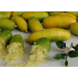 Gloria Fidancılık Sarı Finger Lime Fidanı 2 Yaş 80-110 Cm Boy
