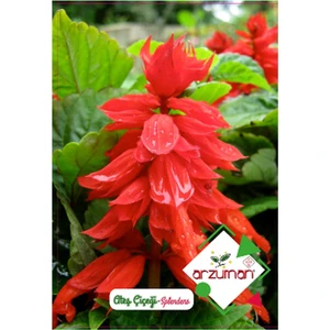 Ateş Çiçeği - Salvia Splendes (30 Adet)