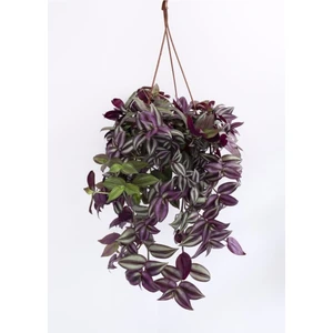 The Best Online Telgraf Çiçeği, Tradescantia Zebrina Çiçeği, Askılı Saksı
