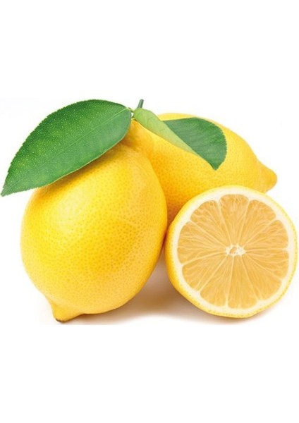 Tüplü Aşılı Zagara - Bianca Limon Fidanı 2 Yaş (100-120 Cm)