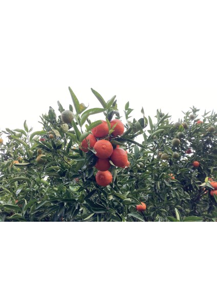 Tüplü Aşılı Kokulu King Mandalina Fidanı 2 Yaş (100-120 Cm)