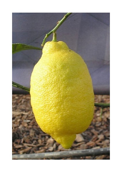 Tüplü Aşılı Enterdonat Limon Fidanı (2 Yaş 100-120 Cm)