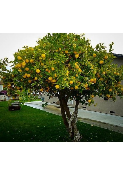 Tüplü Aşılı Euroka Limon Fidanı 2 Yaş (100-120 Cm)