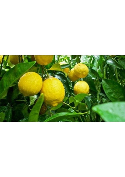 Tüplü Aşılı Kütdiken Limon Fidanı 2 Yaş (100-120 Cm)