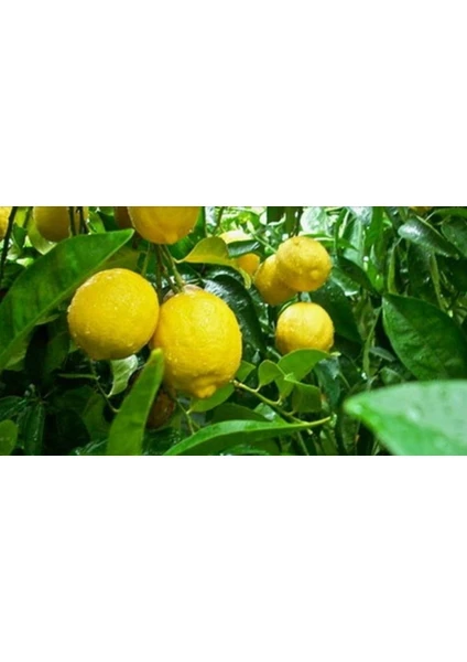 Gloria Fidancılık Tüplü Aşılı Kütdiken Limon Fidanı 2 Yaş (100-120 Cm)