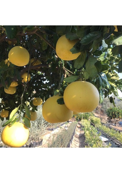 Ağaç Kavunu Tüplü Aşılı Içi Kırmızı Şadok Pomelo (A) Yaş 2 Boy 90-110 Cm