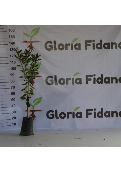 Tüplü Aşılı Cara Cara Portakal Fidanı 2 Yaş(110-130 Cm)