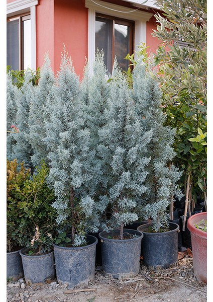 Arizona Mavi Servi Fidanı-12 Lt Saksıda Cupressus Arizonica - 110-130 Cm