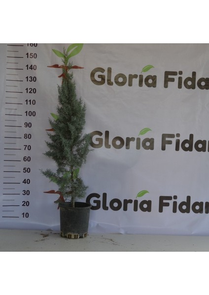 Arizona Mavi Servi Fidanı-12 Lt Saksıda Cupressus Arizonica - 110-130 Cm fiyatları