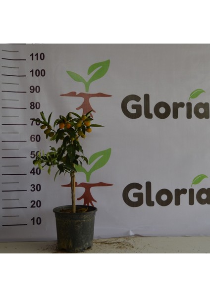 12 Litrelik Saksıda Bodur Kamkat 2yaş Boy 70-90cm