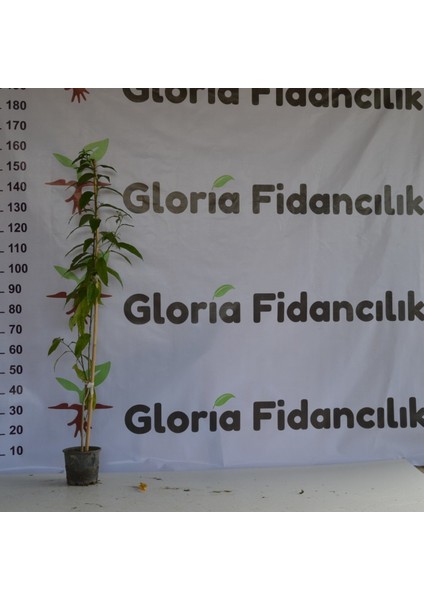Saksıda Kokulu Limon Otu Melisa Fidanı
