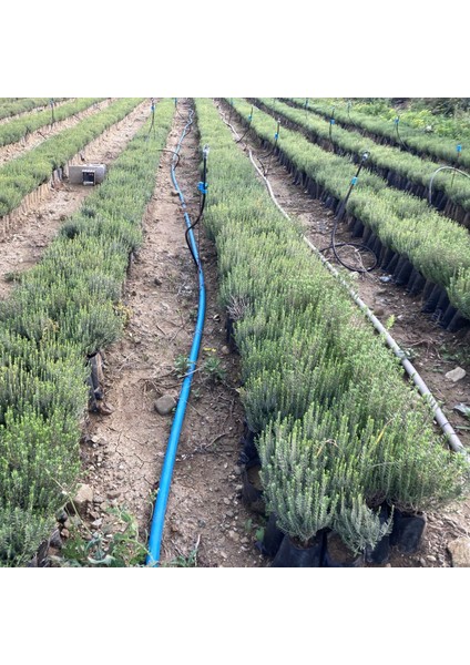 Tüplü Kekik (Zahter) Fidanı 10 Adet