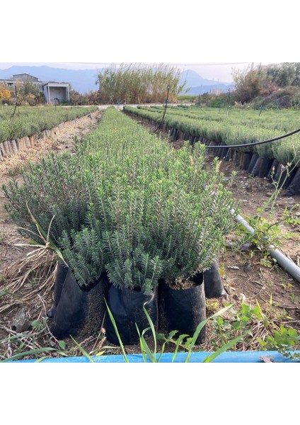 Tüplü Kekik (Zahter) Fidanı 10 Adet fiyatları