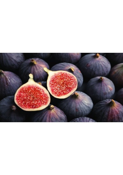 Tüplü Bursa Siyahı (Dürdane) Incir Fidanı