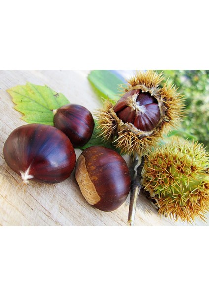 Tüplü Hacı Ömer Aşılı Kestane Fidanı 2 Yaş 90-110 Cm Boy