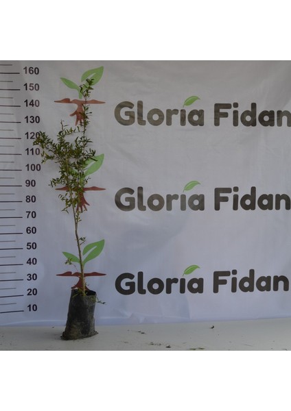 Tüplü Katırbaşı Nar Fidanı 100-130 Cm