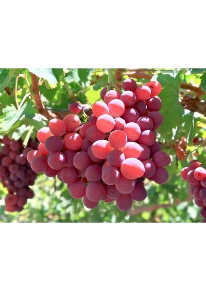 Tüplü Crimson Üzüm Fidanı (Asma-Bağ) 2 Yaş Çok Lezzetli - Çekirdeksiz