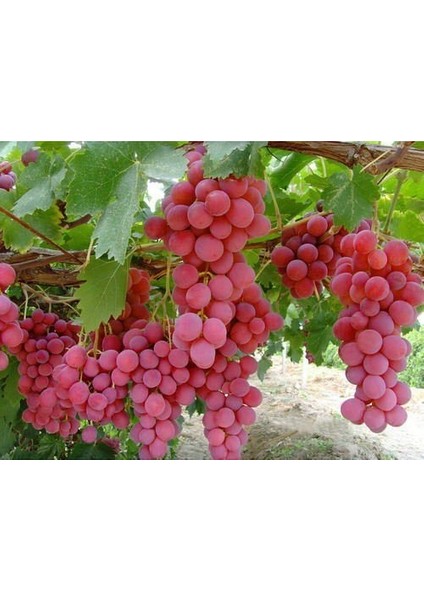Tüplü Red Globe Üzüm Fidanı Iri Taneli 2 Yaş
