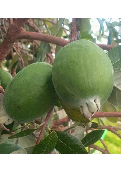 Saksıda Feijoa (Kaymak Ağacı) Fidanı 3 Yaş - 90-110 Cm Boy