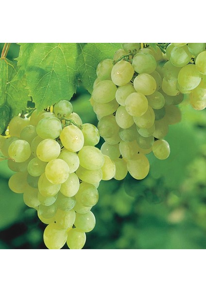 Tüplü Thomson Çekirdeksiz Üzüm Yaş 2