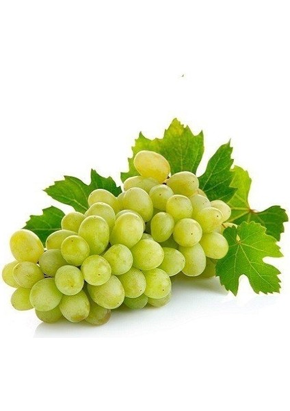 Tüplü Thomson Çekirdeksiz Üzüm Yaş 2 fiyatları