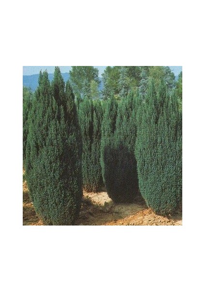 2 Yaş Elvudi Çamı, Chamaecyparis Lawsoniana 70-100 Cm