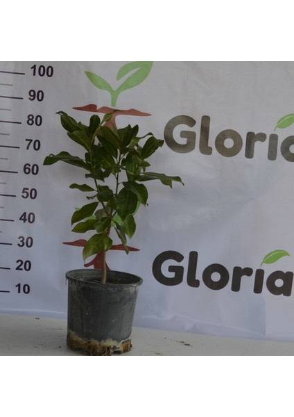 3 Yaş 12 Lt Saksıda Manolya Çiçeği Fidanı Boy 70-90 Cm