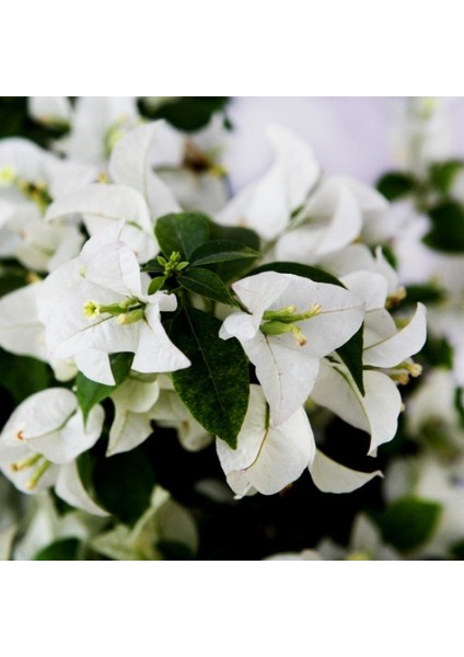 Saksıda Beyaz Begonvil Fidanı Yaş 2 Boy 80-110cm