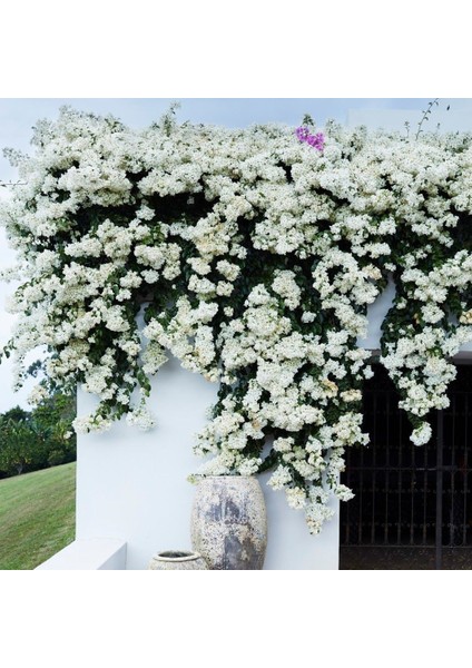 Saksıda Beyaz Begonvil Fidanı Yaş 2 Boy 80-110cm fiyatları