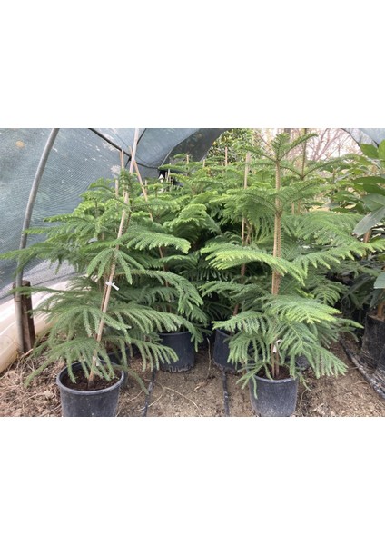 Saksıda Aracoriya(Arakorya) Salon Çamı 90-110 Cm fiyatları