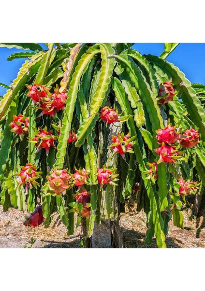 Tüplü 1 Yaş 80-110 Cm Kırmızı Pitaya Ejder Meyvesi