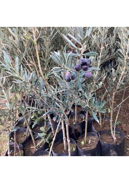Tüplü 1 Yaş 2 Adet Gemlik Zeytin Kırmalık