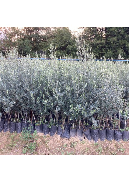 Tüplü 1 Yaş 2 Adet Gemlik Zeytin Kırmalık