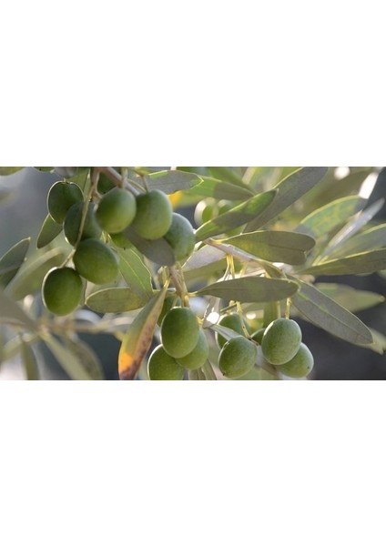 Tüplü 3 Yaş Gemlik Zeytin Fidanı