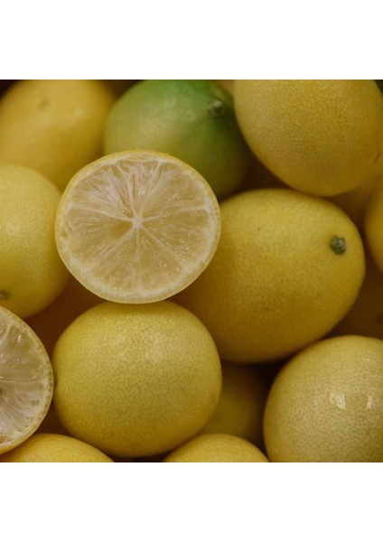 Tüplü Aşılı Lime Tahiti Limequat Fidanı 2 Yaş 80-110 Cm Boy