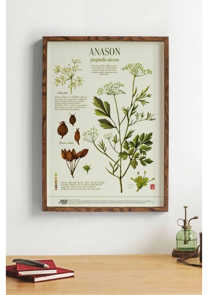 Anason Işleri Anason Botanik Poster (50X70CM)